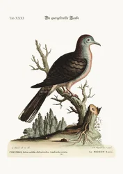 Den tværgående stribe eller blottede Due, 1749-73